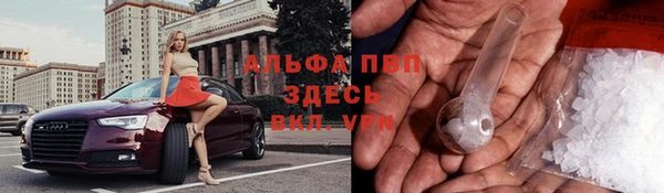 прущие грибы Белокуриха